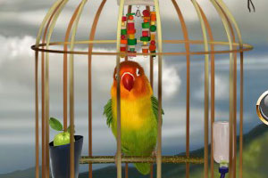 《鸟笼装饰》游戏画面1