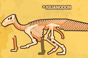 组装恐龙标本2